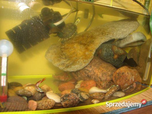 ŻÓŁW ŻÓŁTOLICY żółw wodnolądowy Pozostałe Zwierzęta