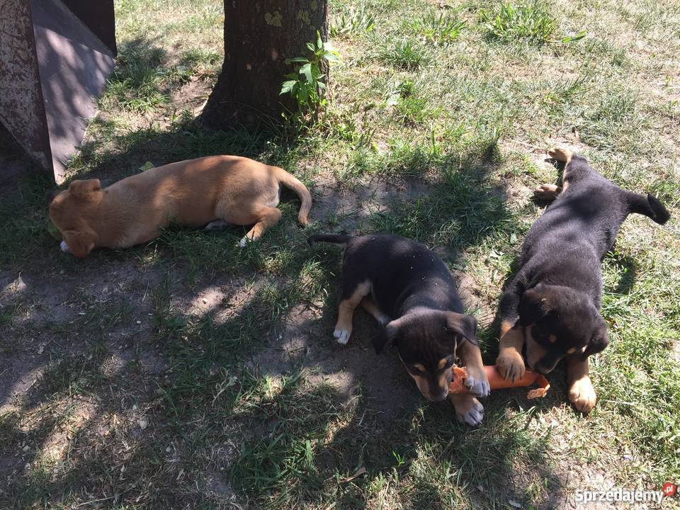 Szczeniaki kundle Pozostałe Władysławów