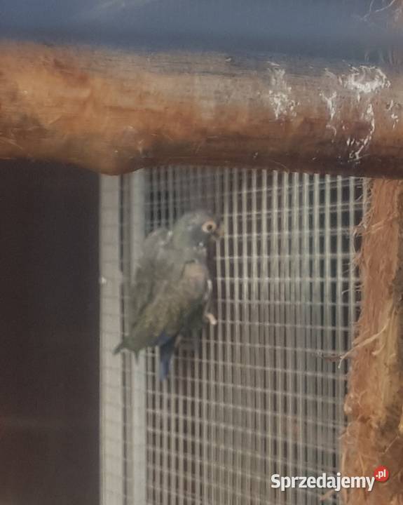 Piona bronzowoskrzydła para