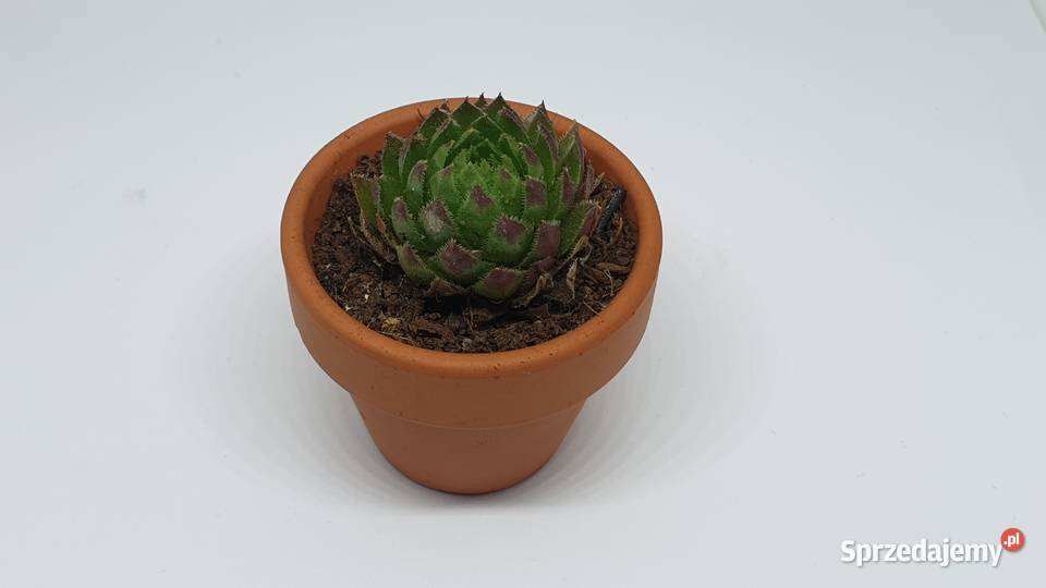 Podziękowanie gości łódzkie Łódź