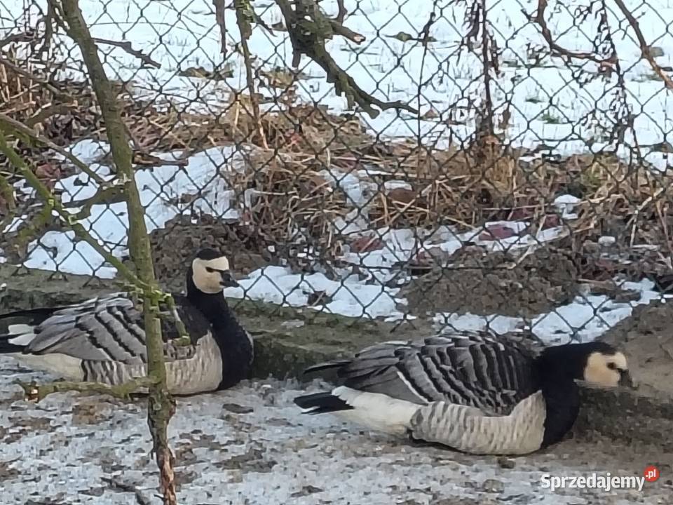 Sprzedam bernikle i tybetańskie Chudów
