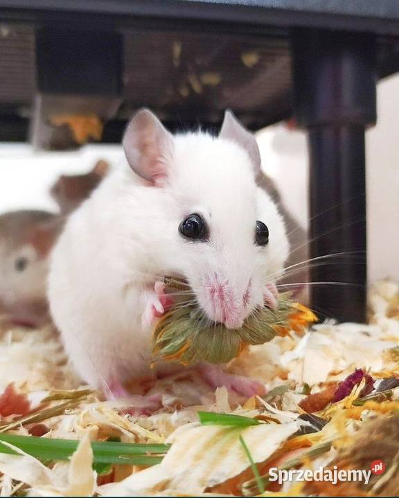 Mastomys mastomysz mysz