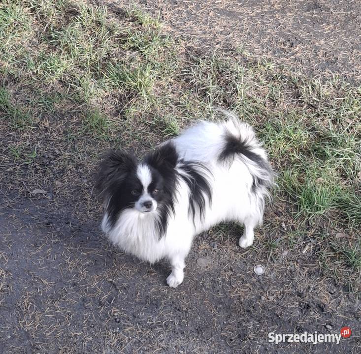 Spaniel kontynentalnyPapilon