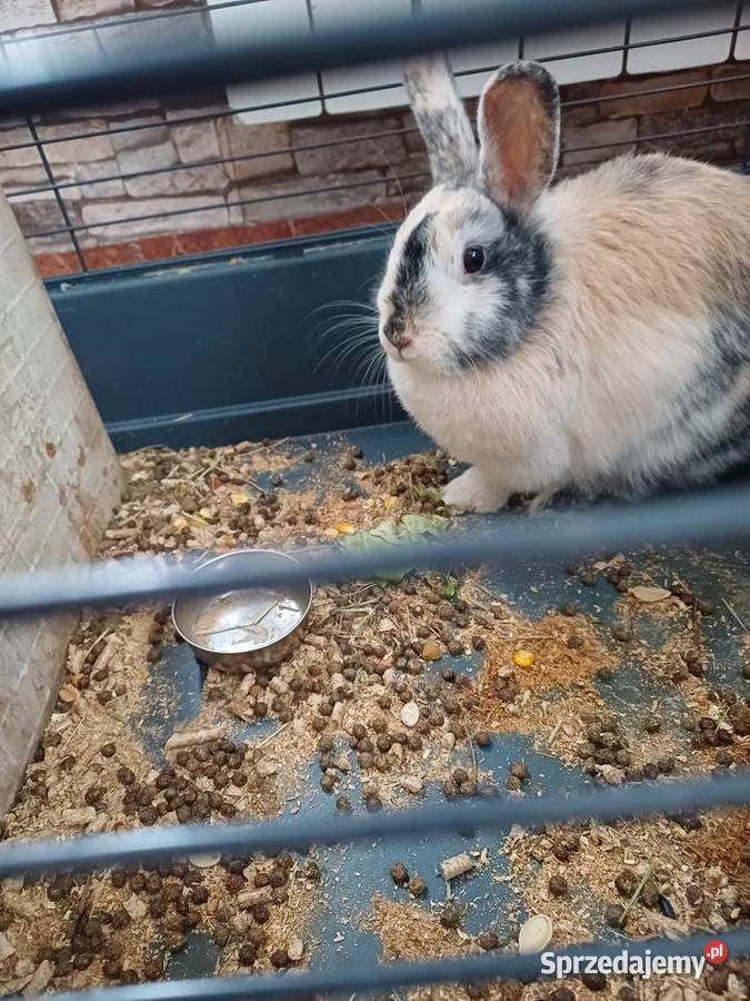 Króliki Miniaturki 2 sztuki z klatką Koźmin Wielkopolski sprzedam