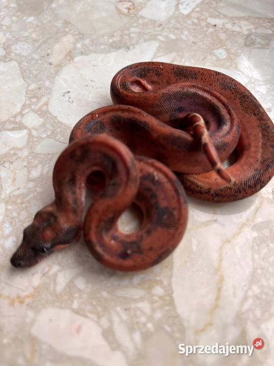 Boa cesarski hypo Leopard