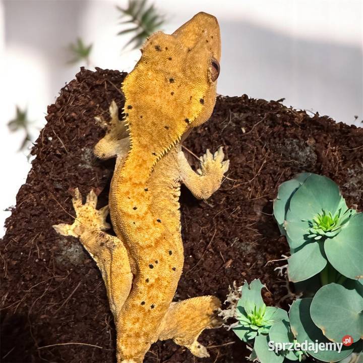 Samiczka gekona orzęsionego Yellow Dalmatian Jastrzębie-Zdrój