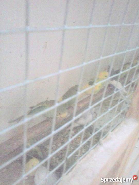 papugi faliste nimfy i kozy