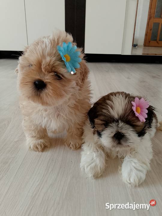 Do odbioru jasny piesek rasy ShihTzu Shih Tzu Namysłów