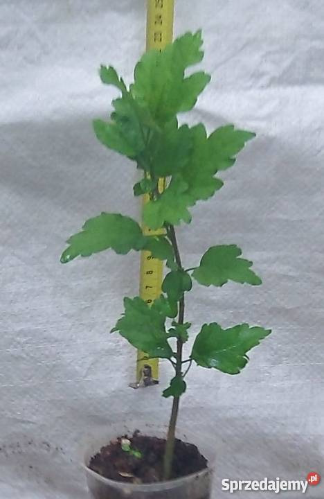 Hibiskus róża syryjska Bydgoszcz