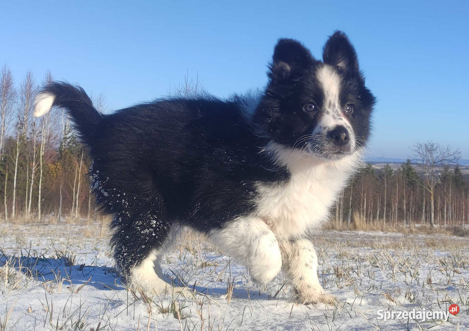 Szczeniak Suczka BORDER COLLIE z Hodowli Rasowa Zwierzęta Kraków