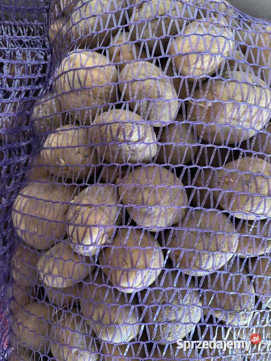 Ziemniaki wielkość sadzeniaka Elżbietów