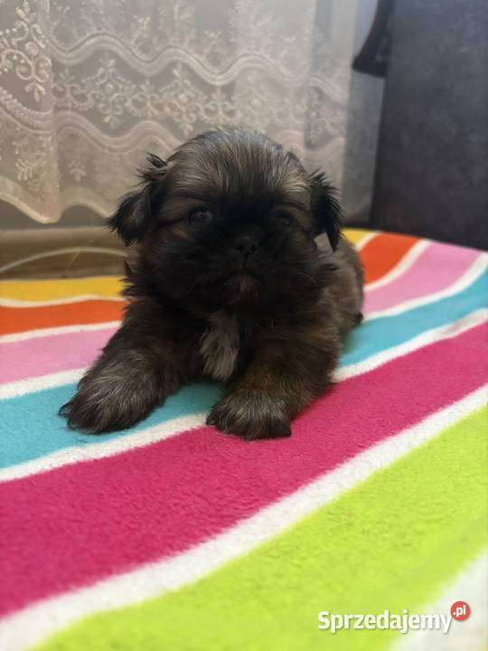 Suczka pekińczyk Lipsko