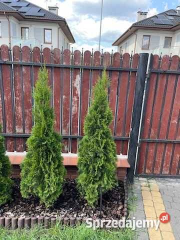 Tuja szmaragd tuje thuja smaragd szmaragdowa Gorlice