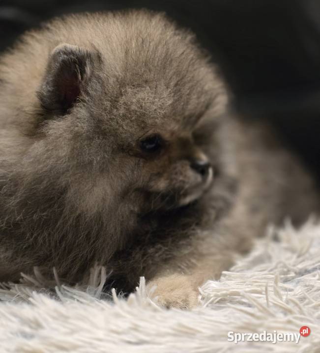 Pomeranian szpic miniaturowy zkwp FCI Szpic miniaturowy Piątkowisko