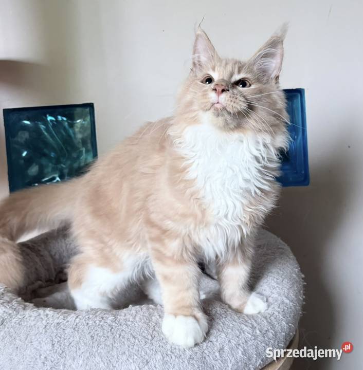 Maine Coon piękne kocięta Linia Shaded