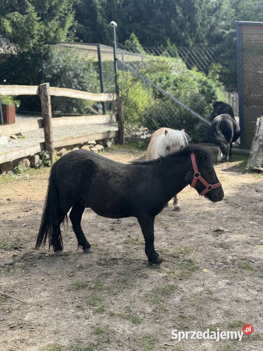 Kuc szetlandzki ogier małopolskie
