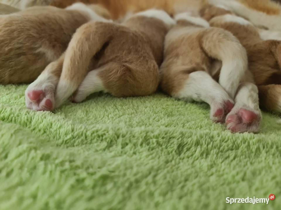 Border collie szczenięta eered przebadanych małopolskie Tarnów