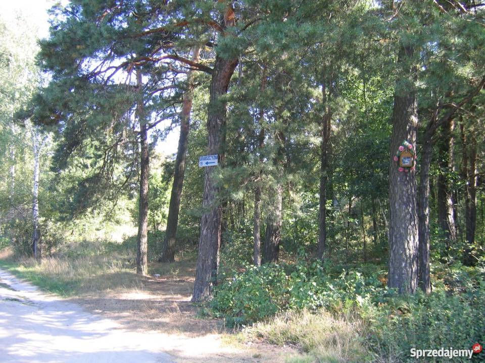 Sprzedam dz siedliskową z lasem w Grabszczyźnie Grabszczyzna