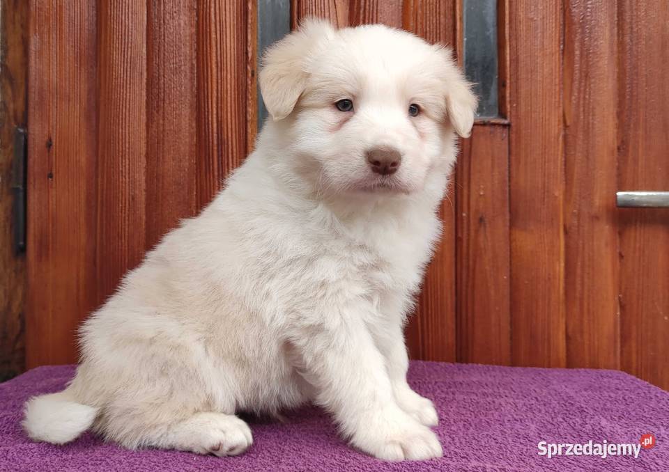 Piękny Biszkopt Border Collie Rasowy piez z Iwonicz