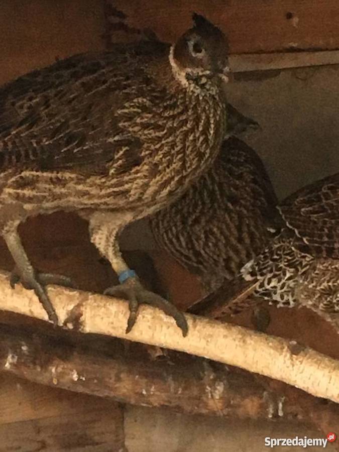 Olśniaki himalajskie