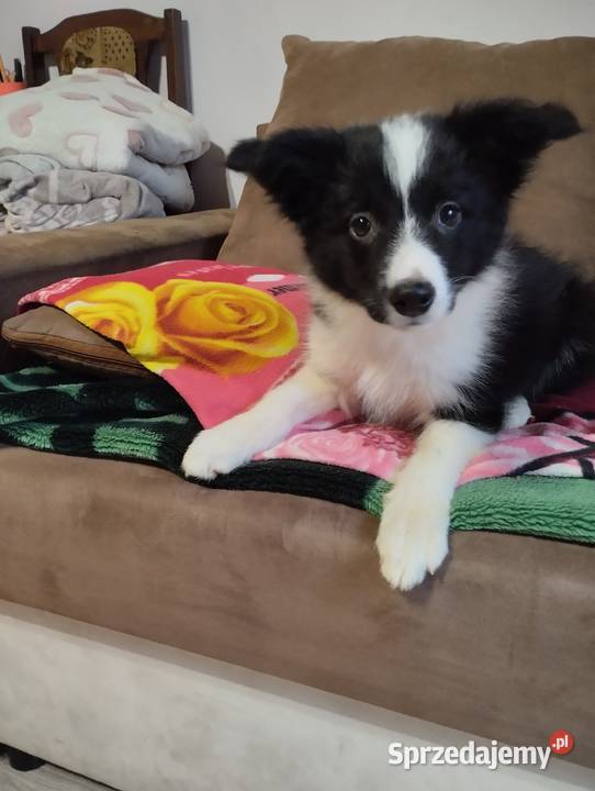 Boder collie