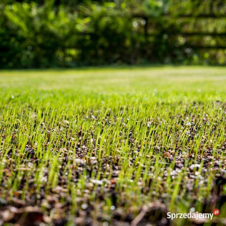 Sportowa mieszanka Traw trawa Odporna na Cieśle sprzedam