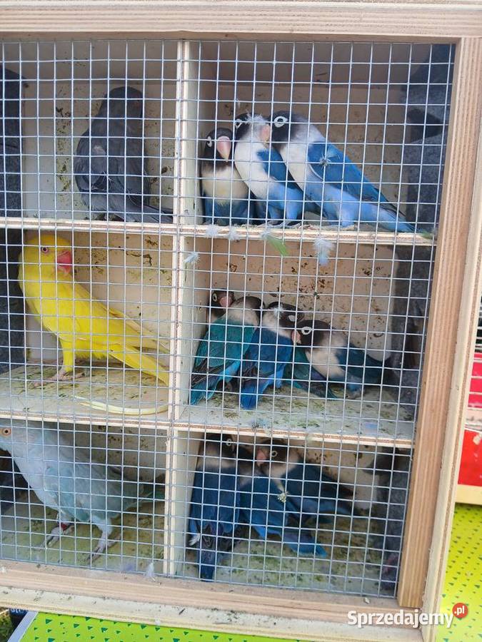 Papugi nierozłączki Kuczki-Kolonia