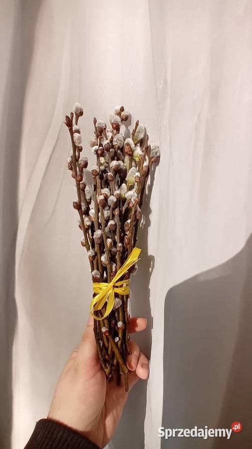 Bazie kotki kwiaty wierzby Liściaste łódzkie Radomsko