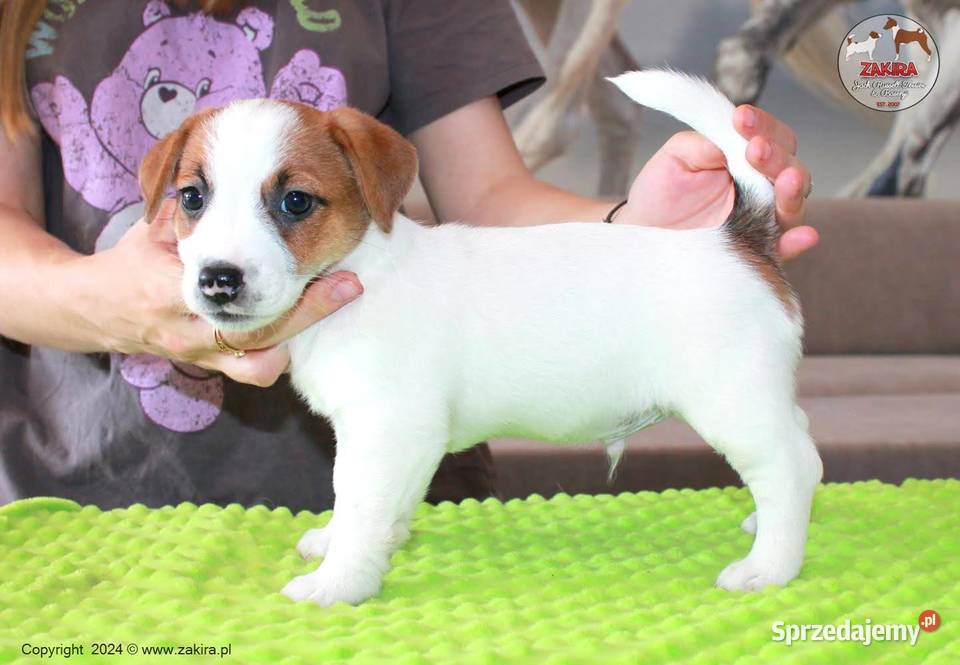 Szczenię Jack Russell Terrier Zima 2025 Ruda Śląska