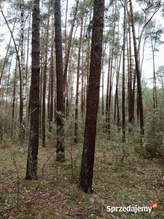 Las 295h Kierzenko gmina Kępno woj Wielkopolskie 10zł/m2