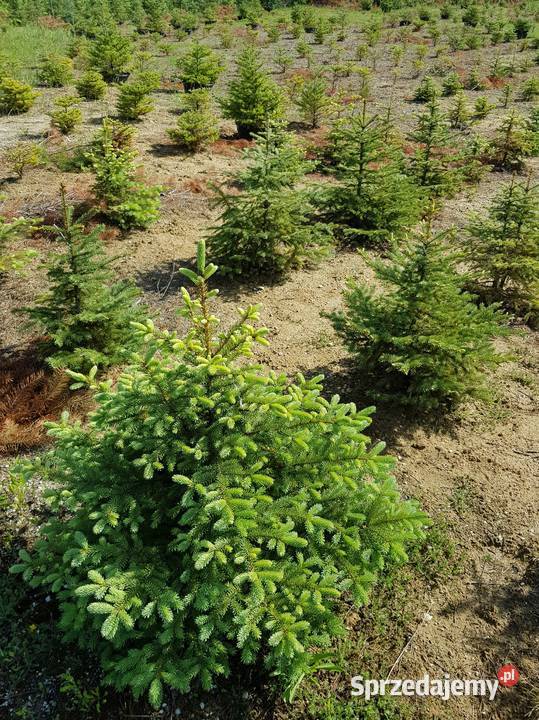 choinki świerki jodły kalifornijskie szlachetne opolskie Turawa