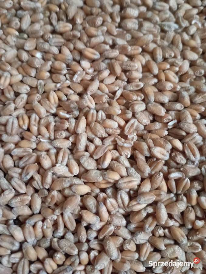 Pszenica patras młynkowana Mała