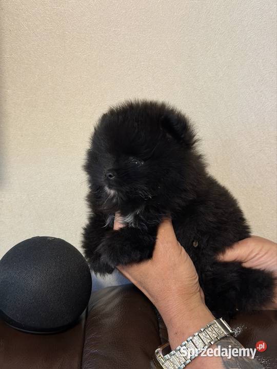 Szpic pomeranian boy