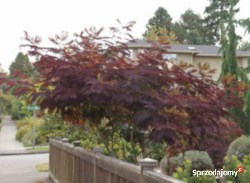 ALBICJA SUMMER CHOCOLATE sadzonki w doniczkach kujawsko-pomorskie Ustronie