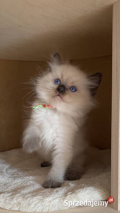Mocurek Ragdoll z rodowodem FPL Rzeszów