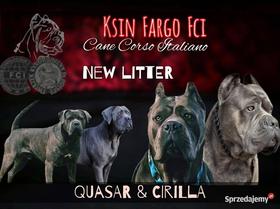 Cane Corso Ksin Fargo Fci kujawsko-pomorskie