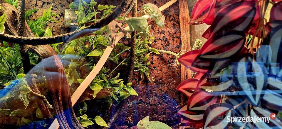 Kameleon jemeński samiec Wołomin