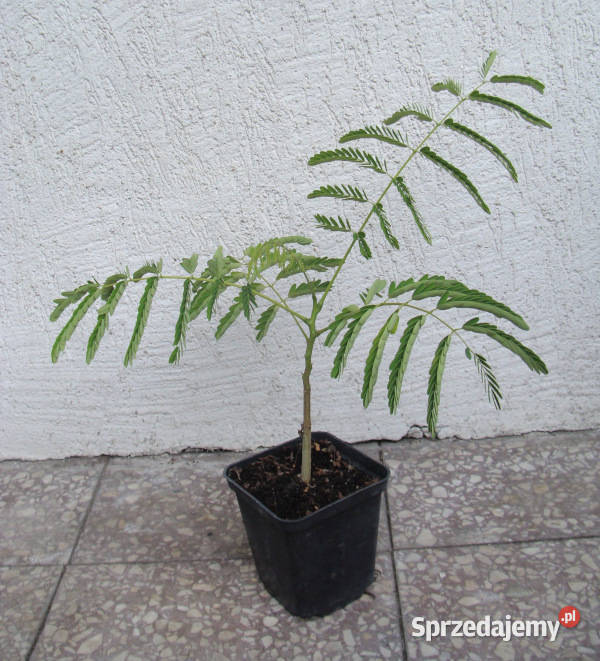 PŁOMIEŃ AFRYKI Delonix regia sadzonki w