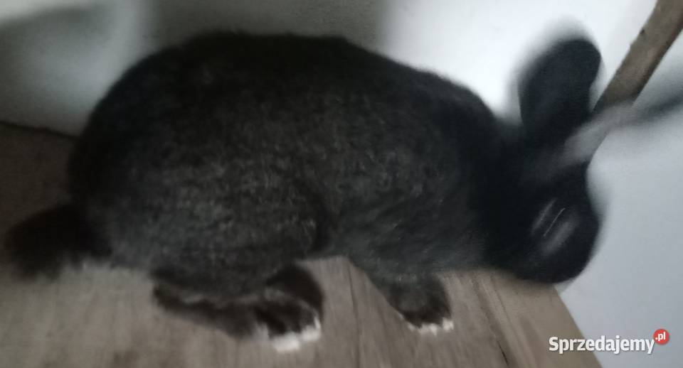 Samiec 7 miesięczny