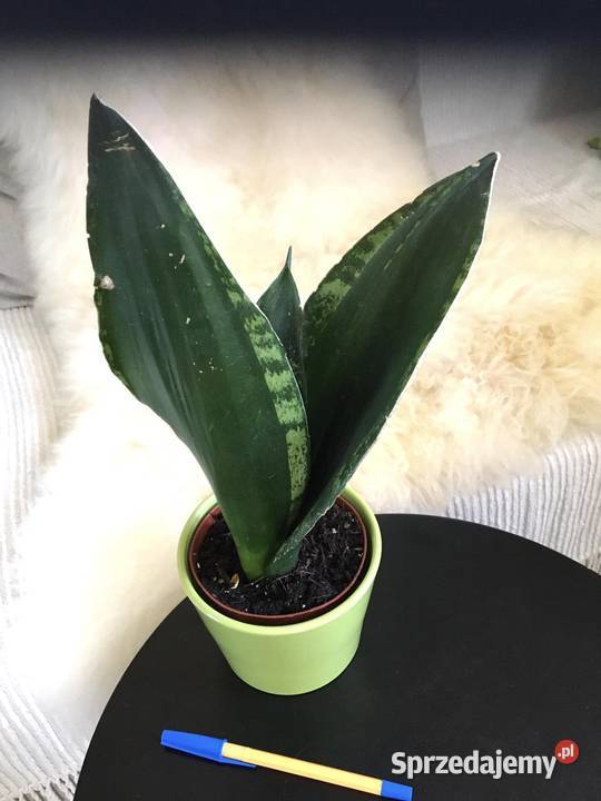 Sansewieria Whitney Silver Flame Zielone mazowieckie Warszawa