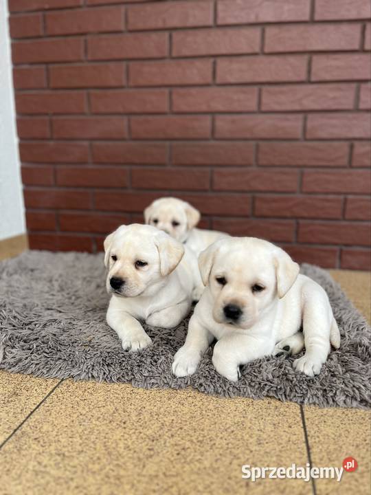 Labrador Retriever Grand Champion Polski wielkopolskie Środa Wielkopolska