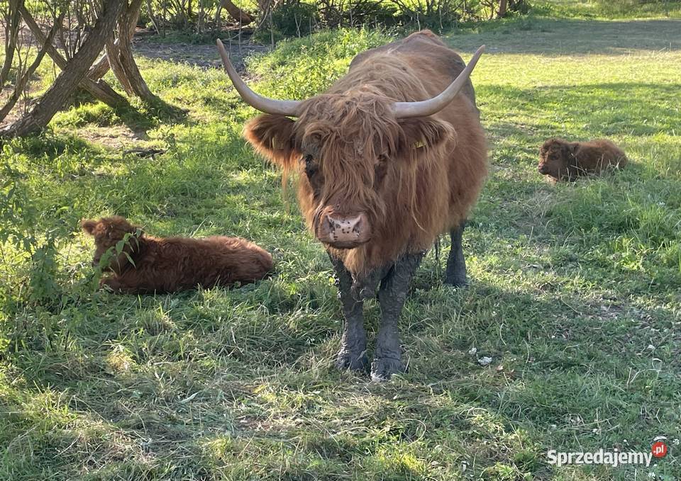 Krowy Szkockie Highland Bydło Byk Mamki Cielaki Komańcza
