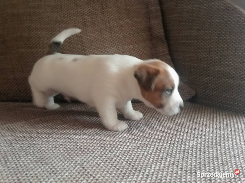 Piesek Jack Russell Terrier FCI ZKwPWrocław Wrocław sprzedam