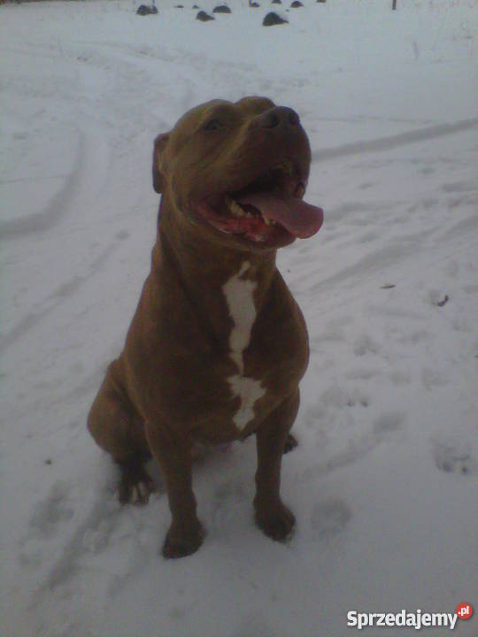 Pitbull Red Nose szczeniaki Psy Szczecin sprzedam