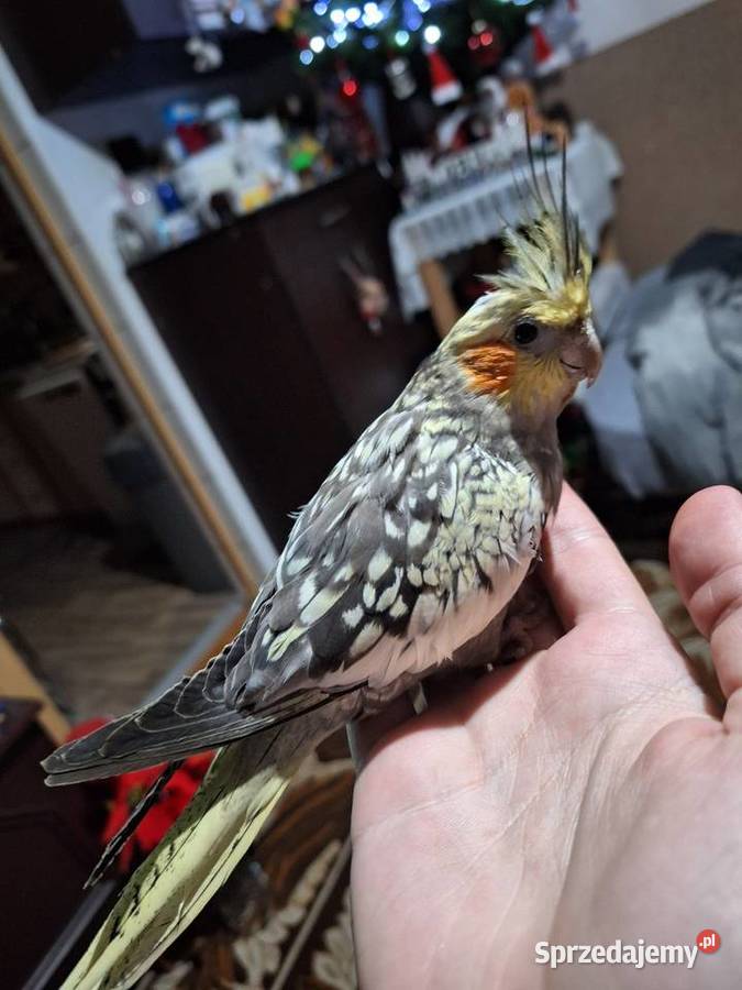 Nimfa ręcznie karmiona Dzierzbin