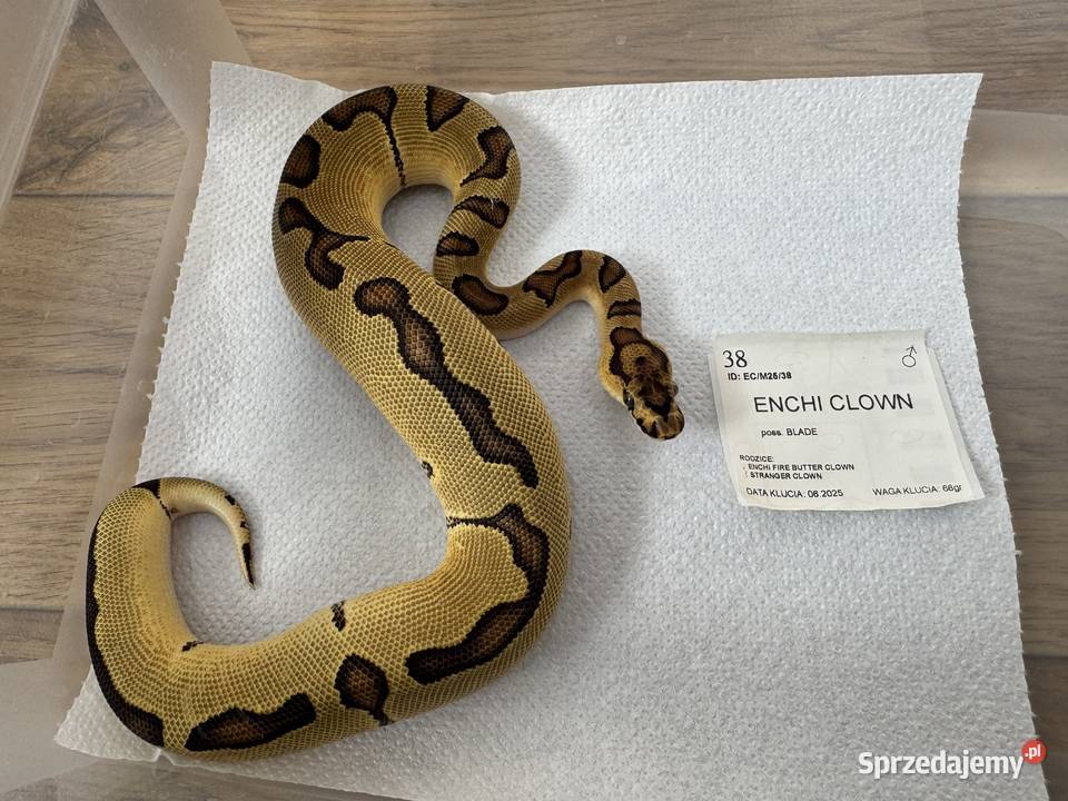 Python Regius królewski kolorki Gady i płazy