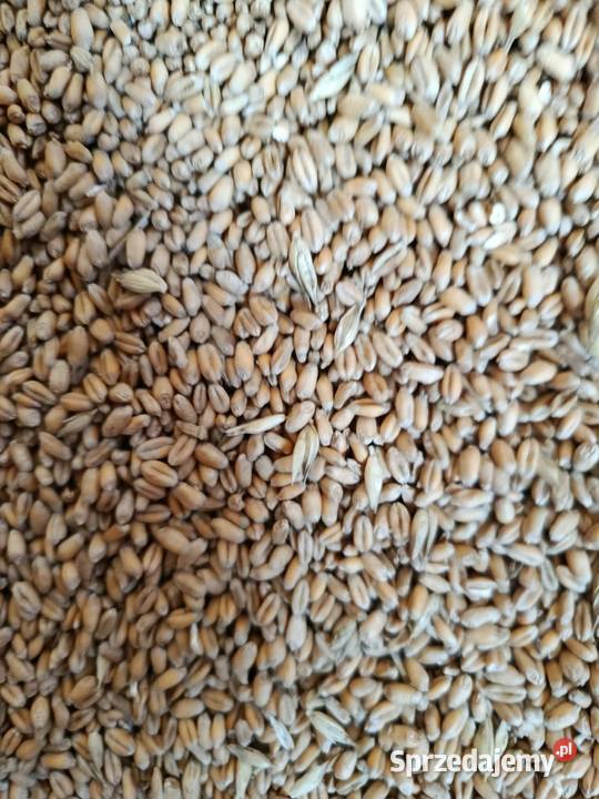 Jęczmień jary owies pszenica zimowa Tarzymiechy Pierwsze