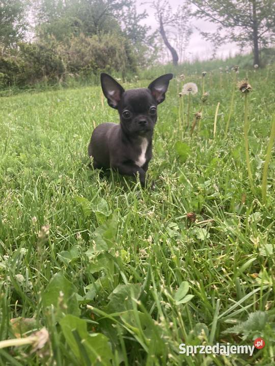 Chihuahua szczeniak
