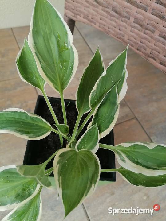 Hosta Funkia młode sadzonki lubelskie Niedrzwica Duża