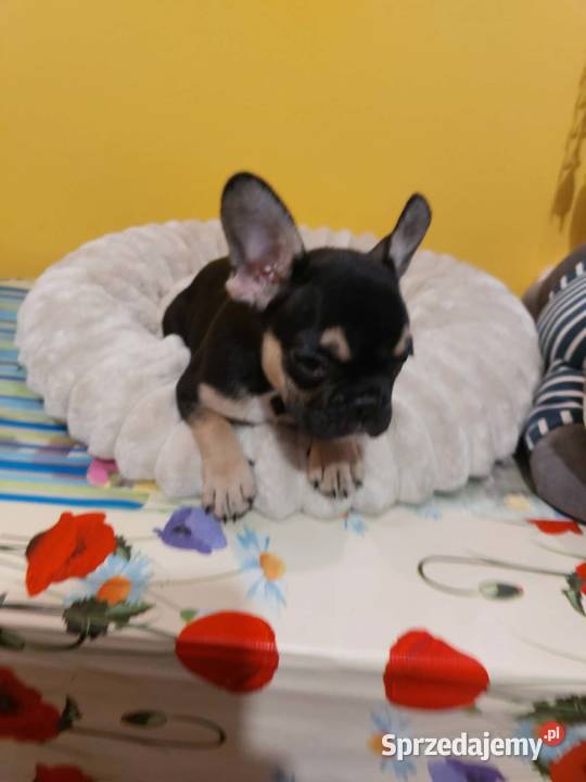 SuczkiPiesek buldog francuski Warszawy